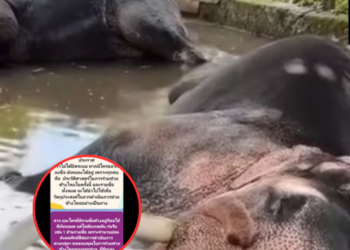 เดือด! คนไทยรวมพลัง “ช้างทูตไม่ใช่แรงงาน” เรียกร้องรับ “ช้างทูตสันถวไมตรี” กลับประเทศไทยโดยด่วน!