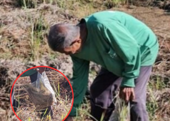 ชีวิตรันทด! ตาวัย 80 ไร้ที่ทำกิน เดินเก็บเศษข้าวกลางทุ่งสีประทังชีวิต แม้ร่างกายโรยราแต่ต้องสู้เพื่อปากท้อง