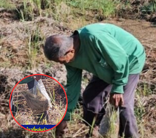 ชีวิตรันทด! ตาวัย 80 ไร้ที่ทำกิน เดินเก็บเศษข้าวกลางทุ่งสีประทังชีวิต แม้ร่างกายโรยราแต่ต้องสู้เพื่อปากท้อง